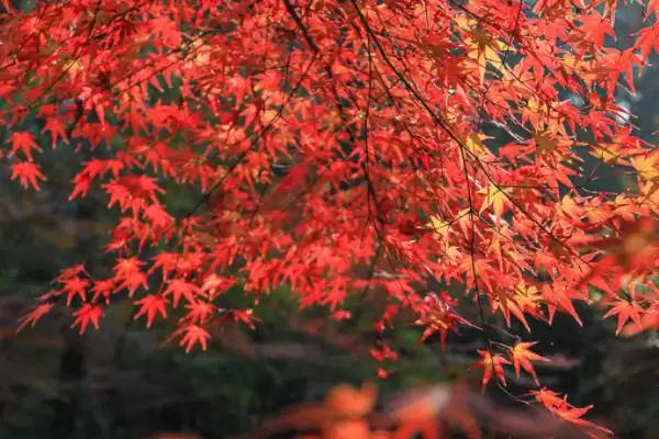 栖霞山红叶观赏最佳时间：11月中旬至12月中旬的美丽时刻插图2