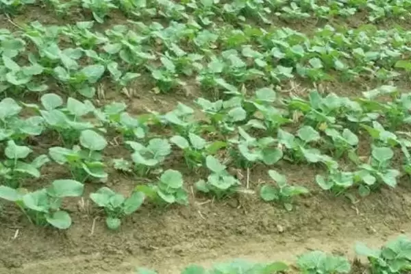 油菜叶色不正常的原因和解决方法，不同原因导致解决方法不同插图1