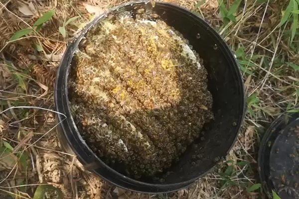 在别人的蜂箱附近能不能诱到蜂，可以诱捕工蜂和分蜂群插图4