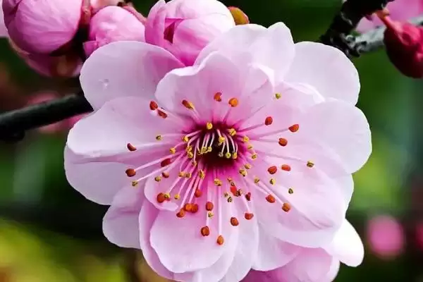 腊梅的花语及属性 ,腊梅有何花语且为何非梅类？插图1