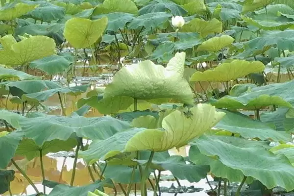 莲藕病虫害的防治方法 ,莲藕不同病害怎么防治呢？插图3