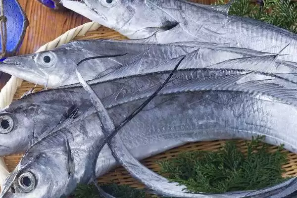 小刺超多的鱼有哪些？花骨鱼、白丝鱼、刀鲚鱼要小心！插图6