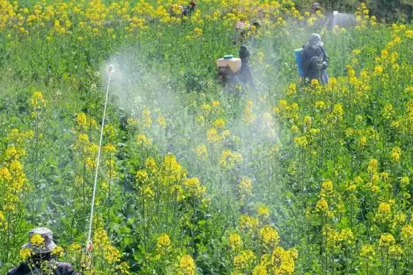 油菜叶色不正常的原因和解决方法，不同原因导致解决方法不同插图4