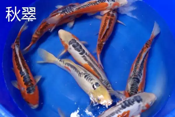 锦鲤的常见品种 ,锦鲤有哪些常见的品种类型呢插图6