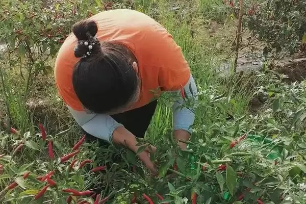 辣椒的施肥方法 ,辣椒施肥为何要增施有机肥呢？插图2