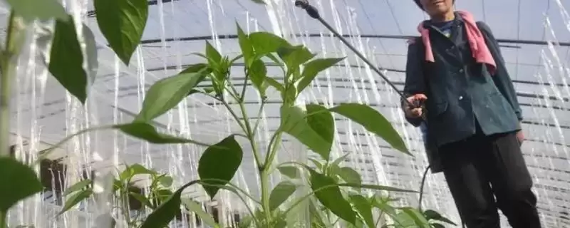 辣椒的叶面肥选择 ,辣椒开花坐果前为何施硼钙叶面肥？-会东网