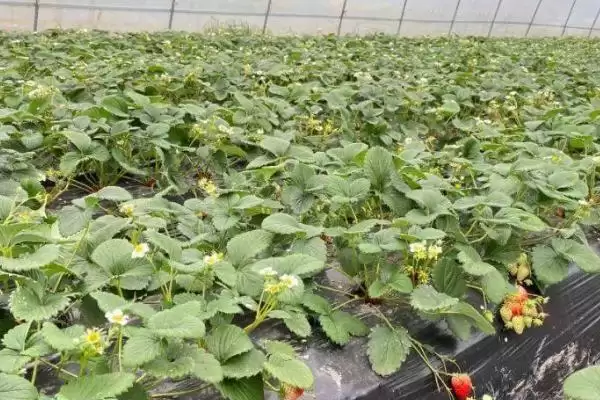 草莓空心病有什么症状，前期叶片上会出现黑点、中期叶缘会干枯插图3