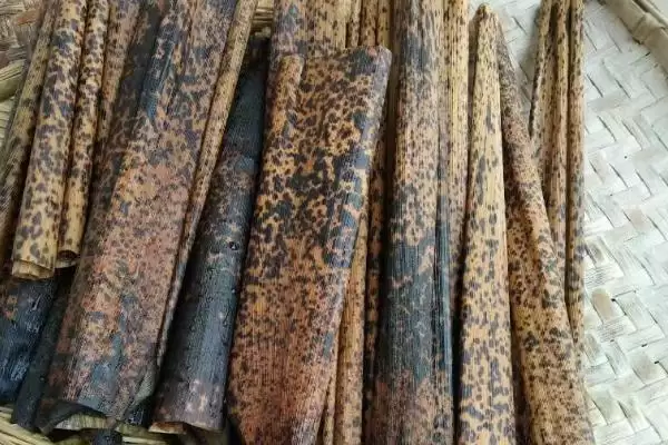 竹笋壳做肥料的可行性和要点？利用竹笋壳做肥料需注意什么？插图2