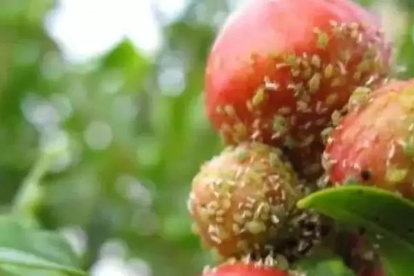 石榴树的外形特点，树冠内分枝多且叶对生或簇生插图8