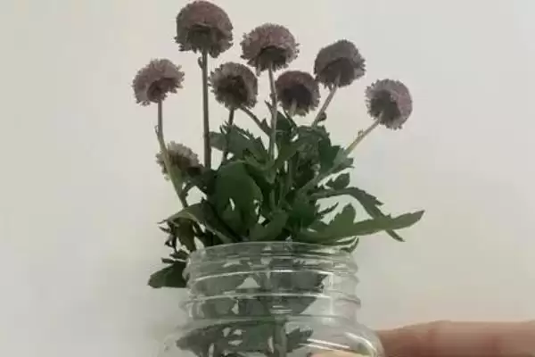 水培菊花为什么不生根？探究水培菊花不生根原因要考虑哪些因素？插图5