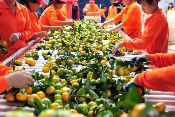农产品深加工和初加工的差异剖析:加工程度和原料特性的不同插图4 农产品深加工和初加工的差异剖析:加工程度和原料特性的不同插图4