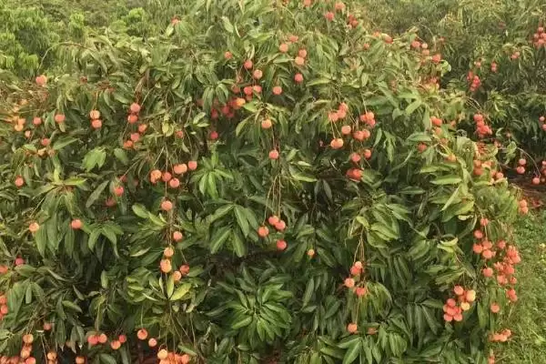 荔枝种植的注意事项 ,荔枝种植要考虑哪些方面因素？插图2
