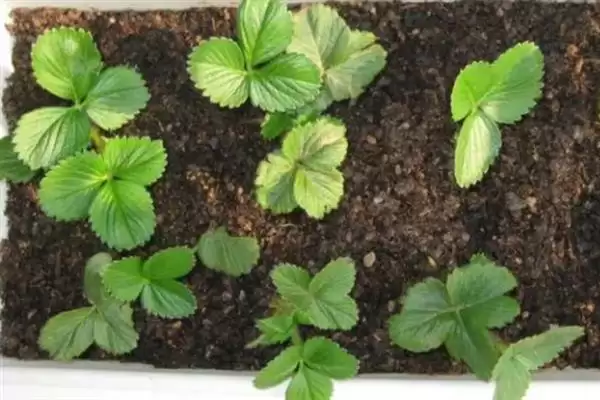 草莓第二年要不要重新种,在第二年不用重新育苗种植插图6 草莓第二年要不要重新种,在第二年不用重新育苗种植插图6
