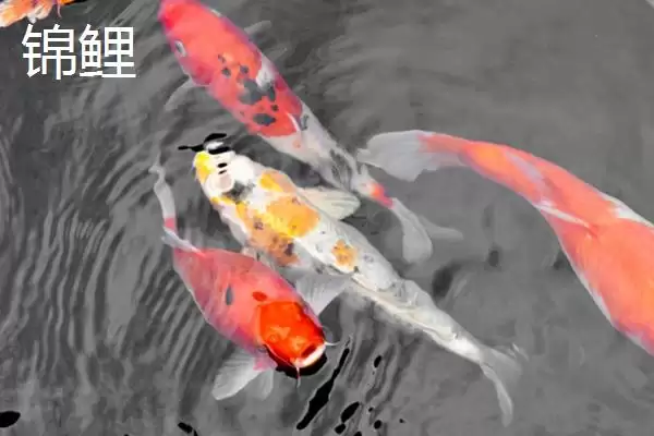 锦鲤和草金鱼的区别 ,锦鲤和草金鱼有哪些不同呢插图1