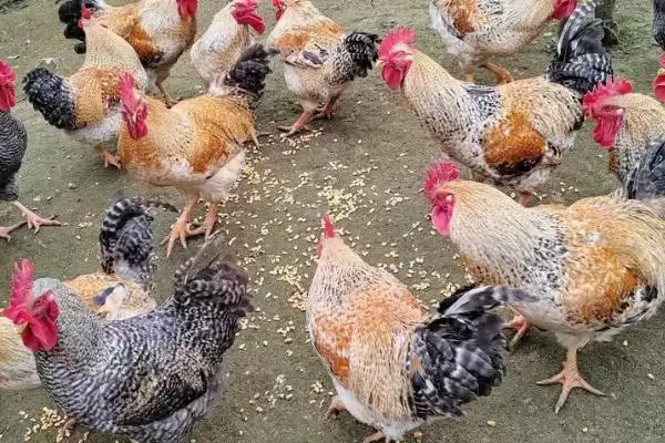 计算散养土鸡成本的方法和重点？养鸡要做好哪些成本核算？插图5