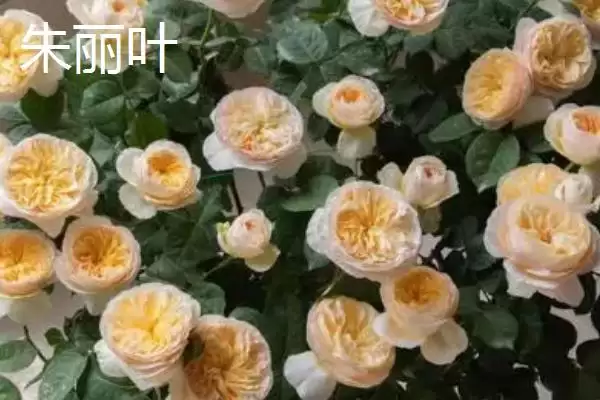 认识月季品种的方法和重点？认识月季品种要做好哪些细节？插图2