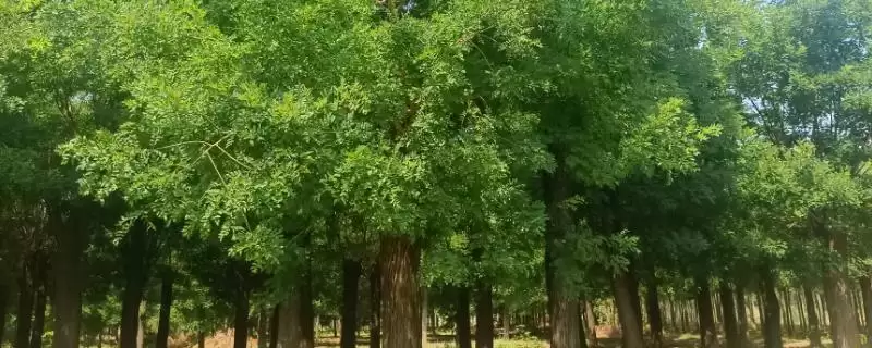 国槐的主要病虫害及防治方式，不同病虫害的防治方法不同-会东网