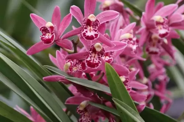 兰花的花语和象征意义 ,兰花有哪些花语及象征内涵？插图2