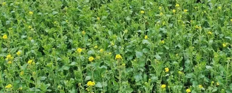 油菜种植区肥料技巧,根据土壤肥力条件来施肥插图 油菜种植区肥料技巧,根据土壤肥力条件来施肥插图