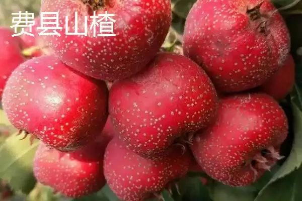 山东临沂市的特色水果，包括蒙阴蜜桃、大店草莓、蒙阴苹果等品种插图9