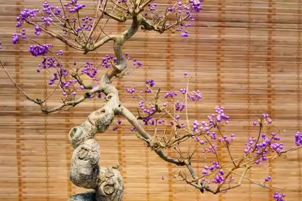 怎么养丁香花盆栽，冬季养殖时需要移至室内插图1