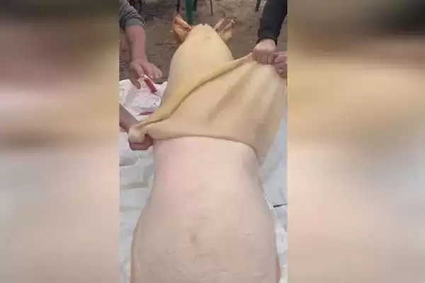 生猪屠宰的方法和重点？养猪要做好哪些屠宰前准备细节？插图5