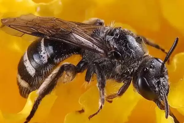 黑蜂有毒吗，基本上都是有毒的插图2