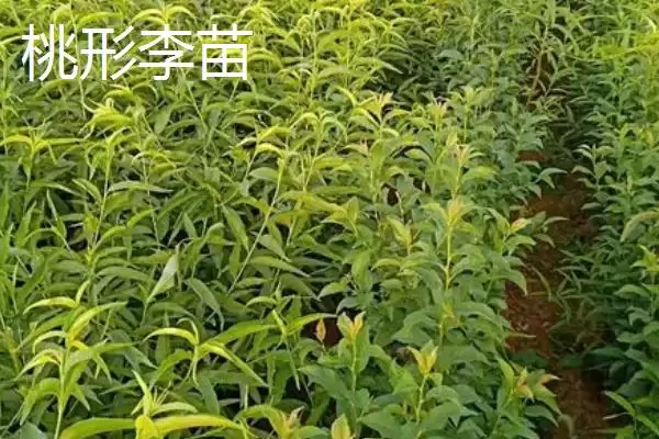 李子属于酸性还是碱性，属于少数酸性水果之一插图5