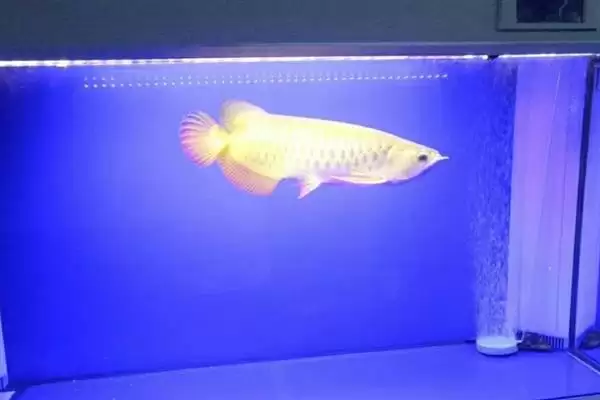 蓝底金龙鱼的灯光选择 ,蓝底金龙鱼为何可选超光灯等？插图2