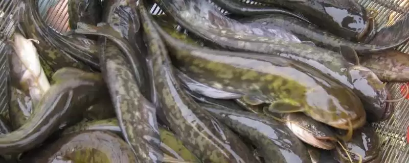 江团和鲶鱼的干净程度 ,江团和鲶鱼哪个更干净些-会东网