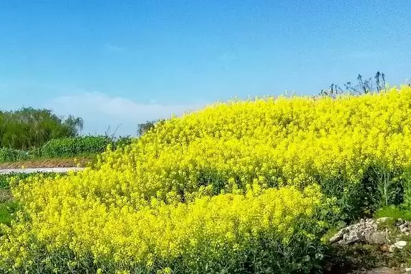 油菜高产栽培技术，长江流域的播期最迟不超过10月中旬插图3