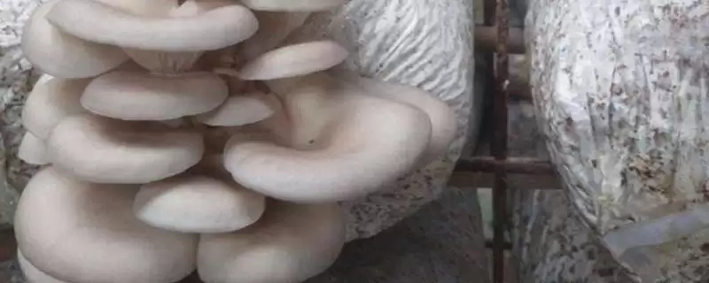 平菇在家种植攻略：菌包放在阴凉处的科学依据-会东网
