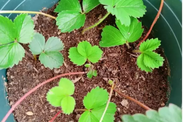 草莓长了匍匐茎还能开花吗，及时处理的话还可以开很多花插图1
