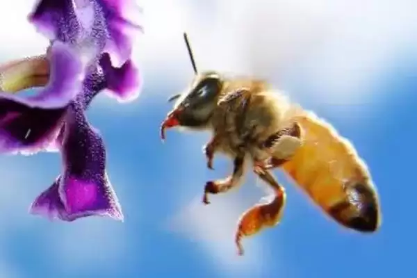 蜜蜂的基础认知，属于社会性群居昆虫插图2