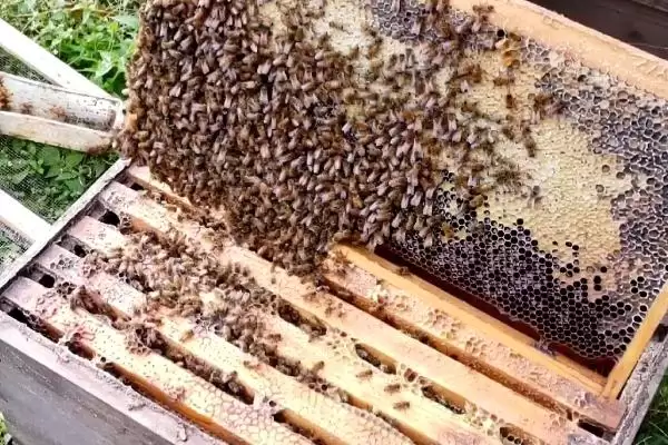 蜂螨的预防和治疗方法，使用升华硫等蒸熏剂可将其灭杀插图3