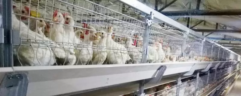 蛋鸡一天生多少个蛋，每天通常产1-2个蛋-会东网