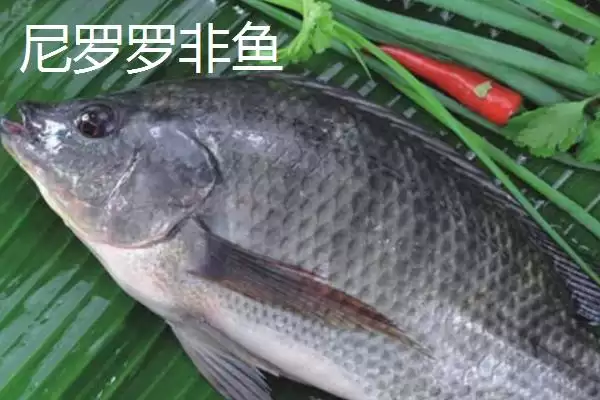 罗非鱼有哪些常见品种 ,罗非鱼的品种多如何培育而来插图2