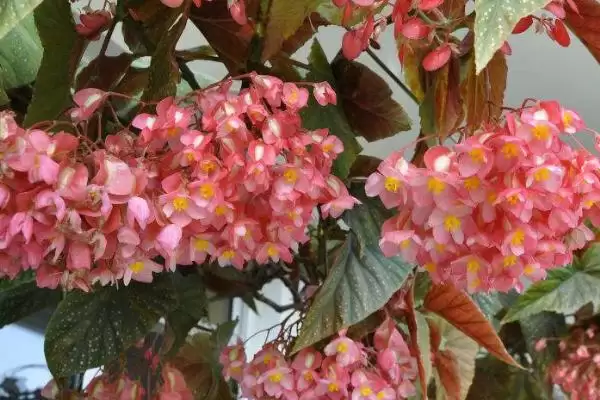 竹节海棠不开花的原因和解决要点？解决竹节海棠不开花需注意什么？插图2