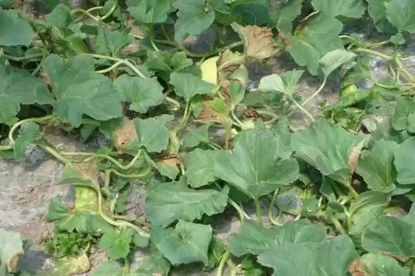 甜瓜适合在什么季节种植？确定甜瓜种植季节要考虑哪些气候和生长特性？插图5