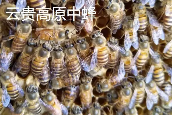 海南中蜂品种介绍，群势较小但具有较强的采集能力插图6