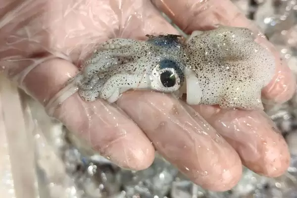墨鱼要怎么进行养殖才可以呢 ,墨鱼选合适海域后可用网箱进行养殖插图2