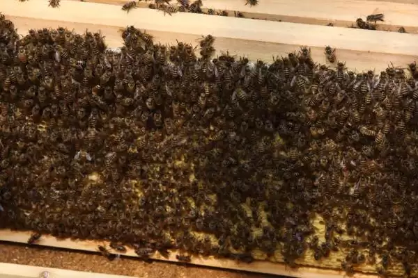 怎样刺激中蜂快速造脾，从温度、饲喂等方面着手插图4