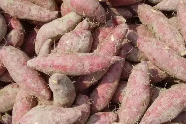 什么品种的红薯又好吃且产量高？挑选优质红薯品种要关注哪些要点？插图8