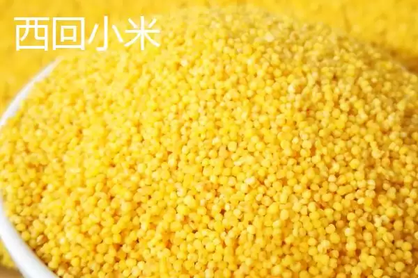 山西阳泉的特产，连翘茶是当地的特色茶种插图1
