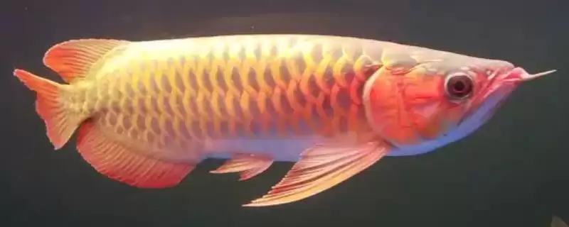 龙鱼掉鳞能恢复得和原来一样吗 ,龙鱼掉鳞后能复原吗-会东网