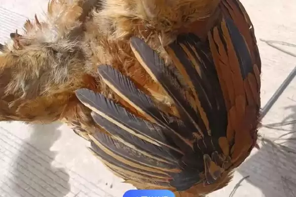 计算散养土鸡成本的方法和重点？养鸡要做好哪些成本核算？插图12