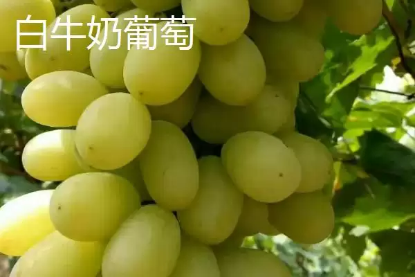 葡萄种类分类揭秘:酿酒系列和鲜食系列的特点对比插图5 葡萄种类分类揭秘:酿酒系列和鲜食系列的特点对比插图5