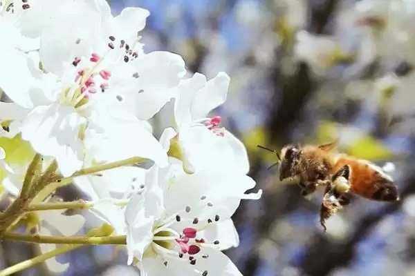蜜蜂是怎样采蜜的，采蜜是极其复杂的过程插图1