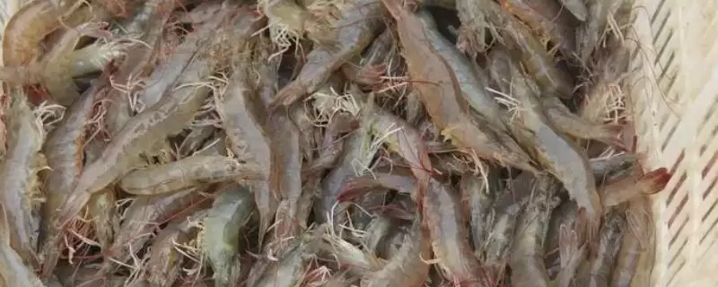 南美白对虾和中国对虾的差异大揭秘：外形和分布的不同之处-会东网