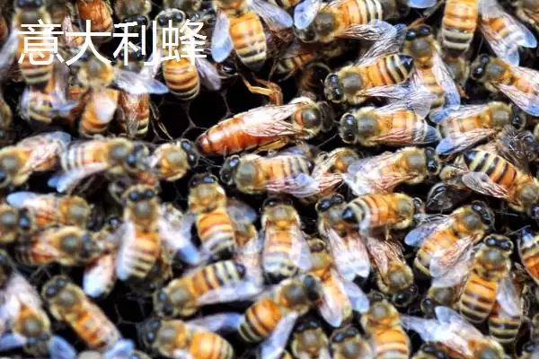 蜜蜂品种和优缺点介绍，包括中华蜜蜂、意大利蜂、东北黑蜂等种类插图2